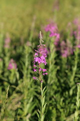 Blooming Willow-herb in the field. Flowers Ivan tea, also called: fireweed, epilobium. Selective focus.