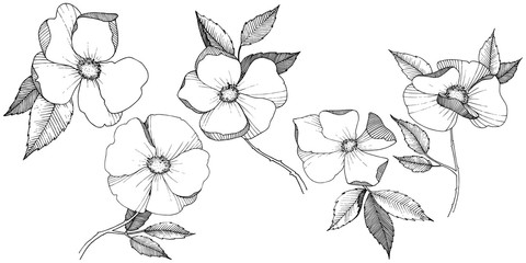 Wild rose in a vector style isolated. Full name of the plant: rose. Vector flower for background, texture, wrapper pattern, frame or border.