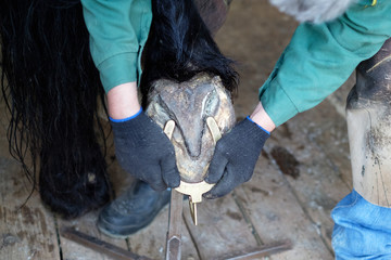 The blacksmith cleans the hooves of the horse with special tools. Close-up.