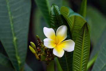 plumeria rubra, one flower of white plumeria with yellow center surrounded by dark green foliage of a plant growing in a garden, natural
