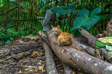stray cat