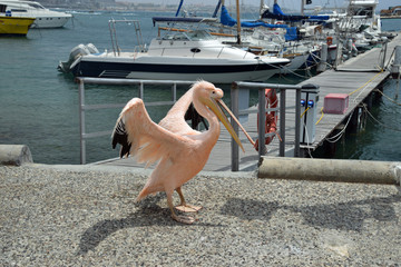 Pink pelican with wings out - 218760654