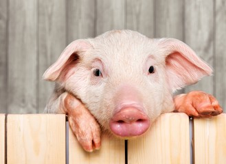 Cute piglet animal in aviator glasses hanging on a fence