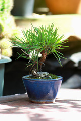 Japanese black pine bonsai tree in small pot