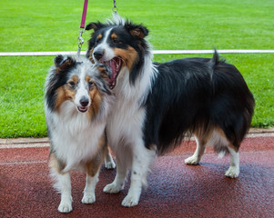 Two Shetland Sheepdogs.