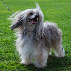 Chinese Crested dog outdoor.