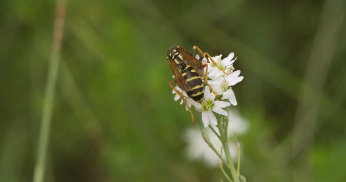 Burrowing Wasp Burial collecting nectar pollen on Flower and flying away on Green Meadow blurred background closeup Macro shot 4K video.