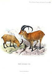 Obraz premium Illustration of animal