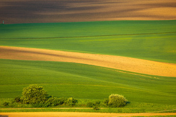 Obraz premium Moravian fields in spring