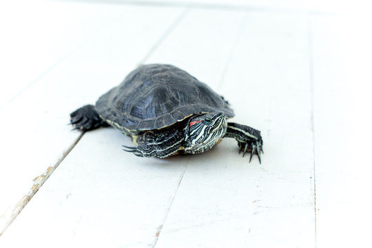 an image of a pet turtle on a white table