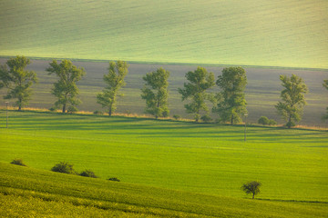 Moravian fields in spring