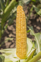 Ripe corn cob close up, in the background green corn leaves