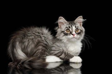 Silver Siberian kitten with furry coat Lying and Looking in camera on isolated black background with reflection