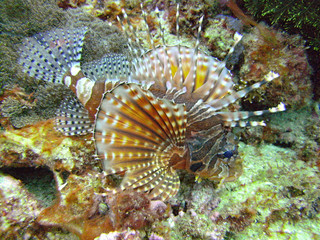 Naklejka na ściany i meble Lionfish on Great Barrier Reef