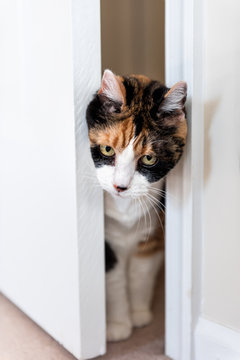 Funny cute expression face female calico cat entering room pushing door out of way with head, mischief guilty kitty on carpet in home inside house, green, big, large eyes