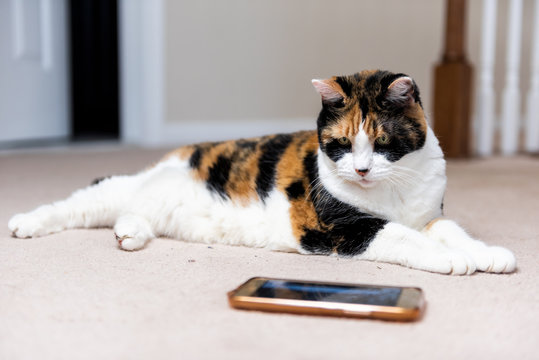 Closeup of calico cat face eyes looking at watching smartphone mobile cell phone video screen of birds and animals on carpet floor indoor inside house