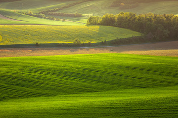 Fototapeta na wymiar Moravian fields in spring