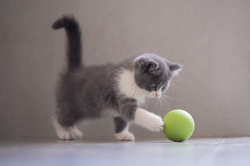 The kitten is playing with a ball