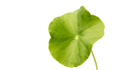  green Asiatic Pennywort isolated on white background.