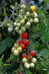 On the branches of the bushes ripen cherry tomatoes
