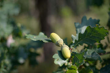 green oak acorns