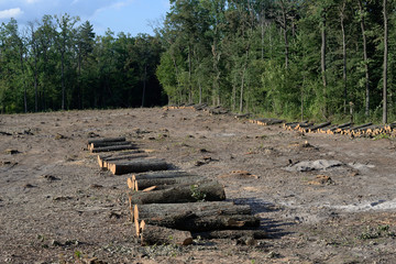 oak logs