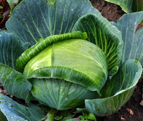 Head of white cabbage