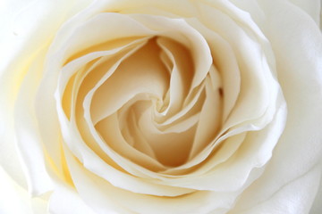 Fototapeta na wymiar Nice Rose