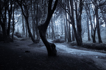 Dark night forest. Night in old woodland