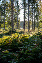 Spätsommer in der Waldlewitz