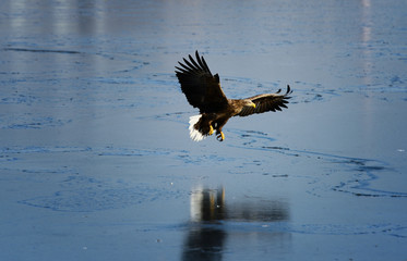 Eagles in the wild
