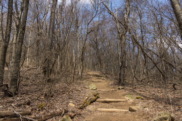 Trail path in a forest