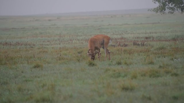 A Beautiful White-tailed Deer Buck Foraging on the Plains of Colorado on a Foggy Morning