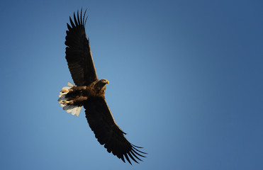 Eagles in the wild