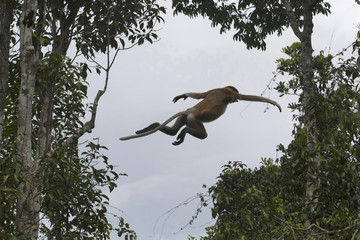 A leap of proboscis monkey, Nasalis larvatus or long-nosed monkey, Indonesia