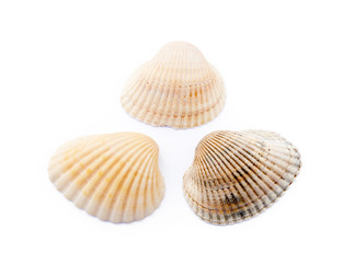 Exotic sea shells isolated on white background