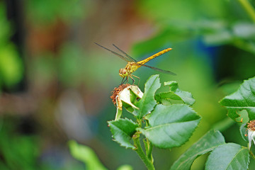 Dragonfly on a branch of a plant