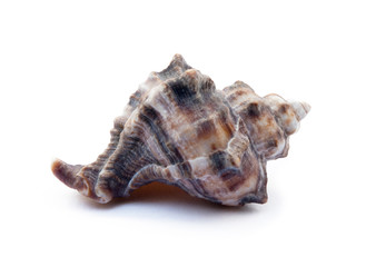 Exotic sea shells isolated on white background