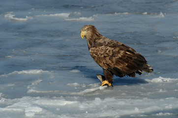 Eagles in the wild