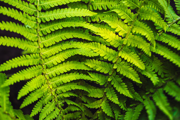 Large green leaves of fern close-up. Detailed background of big foliage with copy space. Textured leaf of polypodiales.
