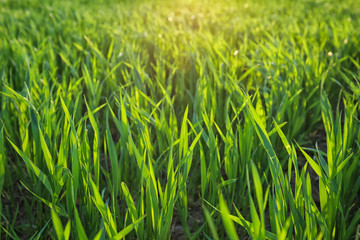 Green wheat field on sunny day