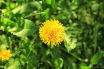 Beautiful dandelion on spring day