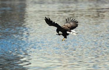 Eagles in the wild