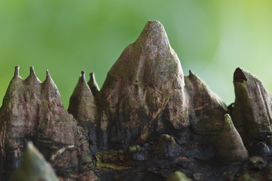 Baumwollbaum Rinde - bombax buonopozense