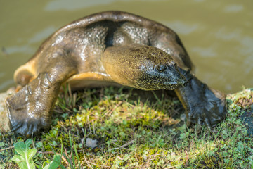 Chinese softshell turtle (Pelodiscus sinensis)  listed as vulnerable on the IUCN Red List. Also Known as Amyda japonica or Trionyx japonicus
