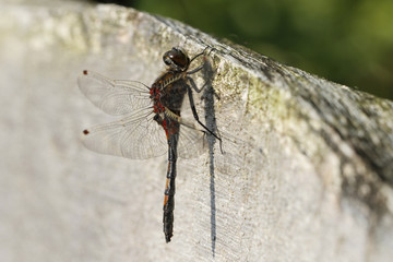 Nordische Moosjungfer - Leucorrhinia rubicunda im Moor
