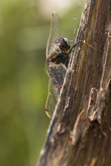 Nordische Moosjungfer - Leucorrhinia rubicunda im Moor