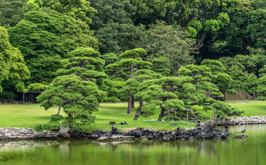 Fototapeta na wymiar Panoramic view of old japanese pine tree reflections at Hamarikyu Gardens in Tokyo
