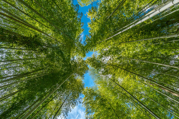 Fototapeta na wymiar Narrow path, Shuzenji corridor of beautiful Bamboo Forest near Katsura bridge over Kitamata River Located in Izu City, Shizuoka Prefecture