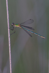 Gemeine Binsenjungfer -  Lestes sponsa an einem Halm im Moorgebiet